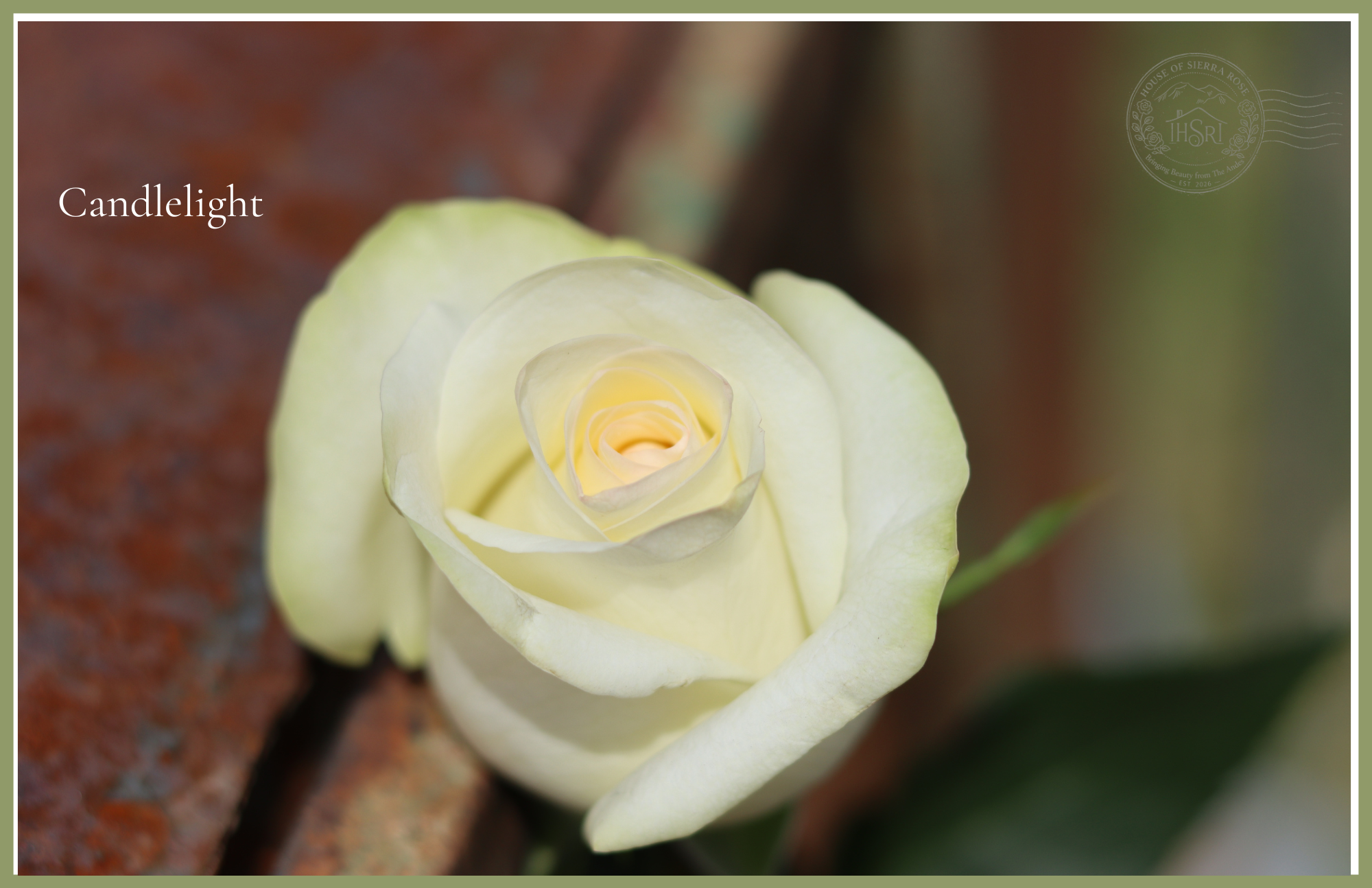 Candlelight - Garden Roses - 25 stems
