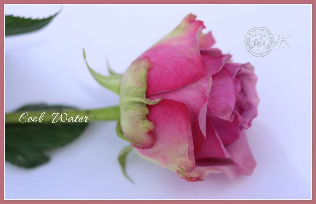 Cool Water - Premium Roses - 25 stems