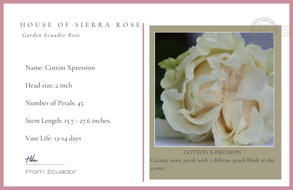 Cotton X-pression -  Garden Roses - 25 stems
