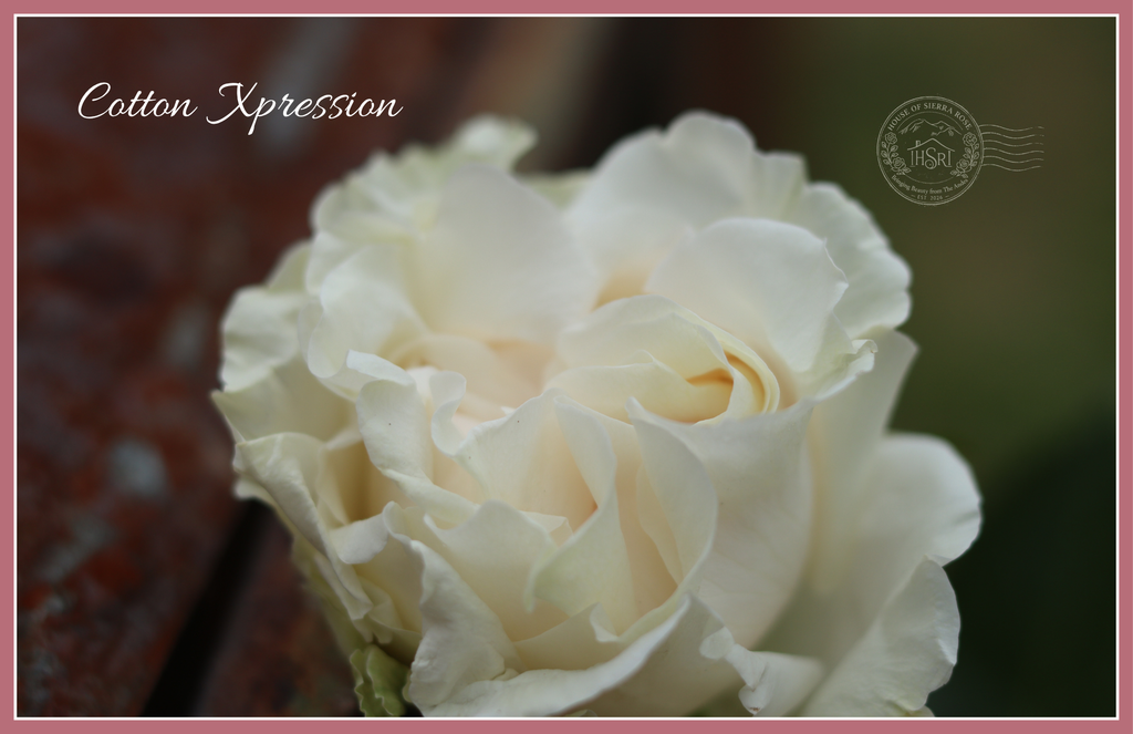 Cotton X-pression -  Garden Roses - 25 stems
