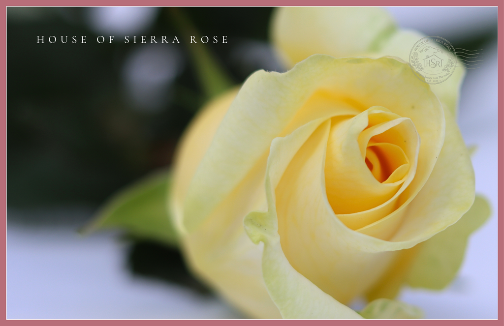 Crème de la Crème