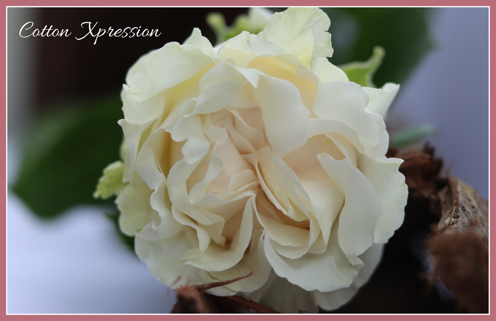 Cotton X-pression -  Garden Roses - 25 stems