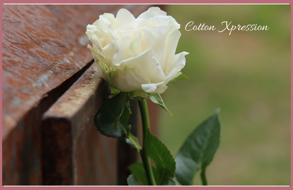 Cotton X-pression -  Garden Roses - 25 stems