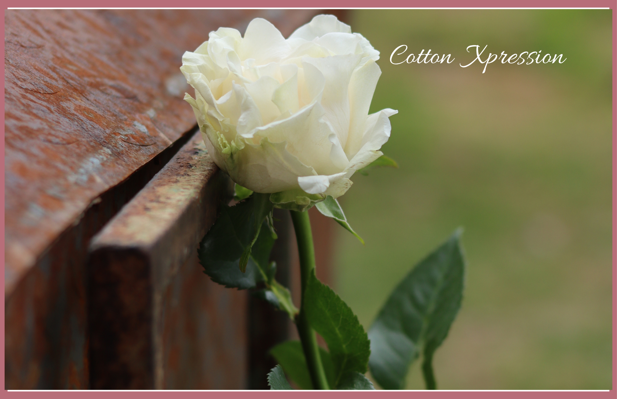 Cotton X-pression -  Garden Roses - 25 stems